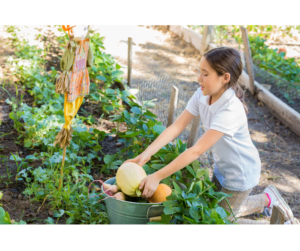 A school vegetable garden helps students learn how to manage food waste, create fertiliser, grow food and see the nutrient cycle in action.