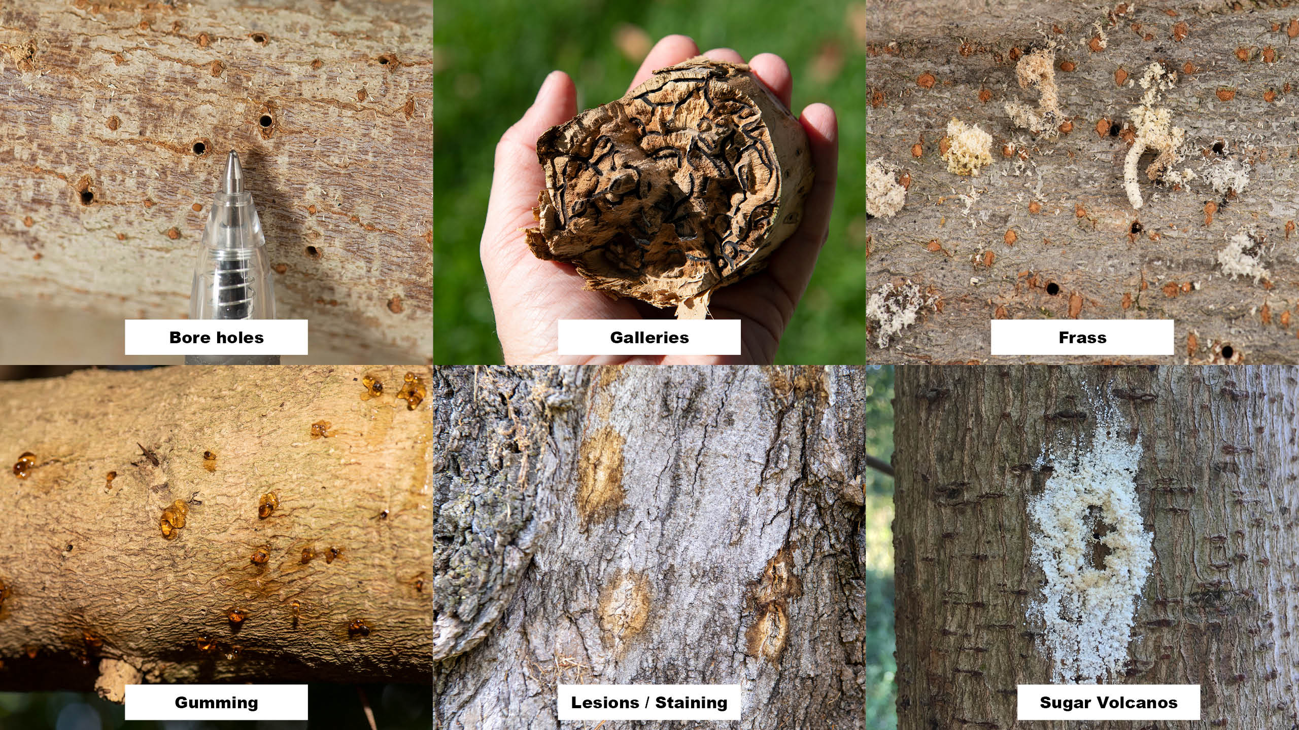 Signs a tree is infested with the Polyphagous shot-hole borer